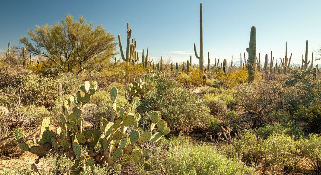 Saguaro National Park Le Guide Ultime