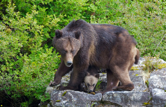 Maman et bébé grizzly