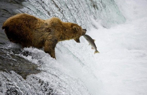 Grizzly bear watching, © iStockPhoto, FishFetish (iStockPhoto, FishFetish )