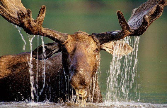 The moose, king of the Quebec forest (Tourisme Quebec, Louis Gagnon et Michel Julien)