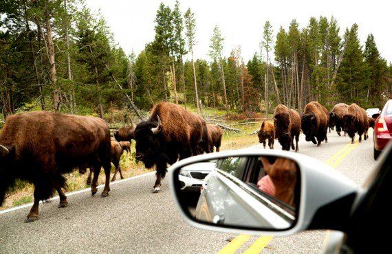 Bison on the road in Hayden Valley (iStockPhoto, YinYang)