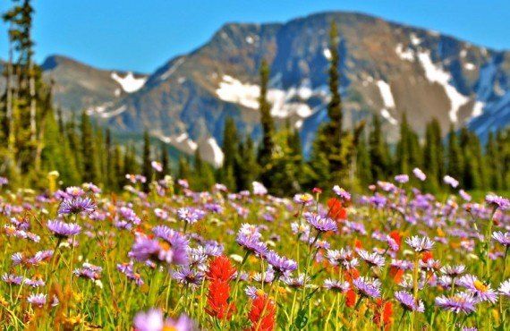 Fleurs alpines sur le Mont Trophy (Wells Gray Park)