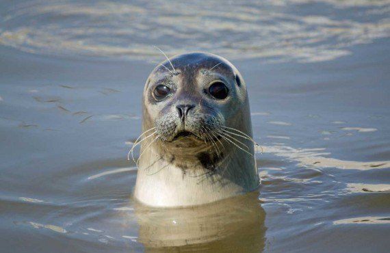 Seal watching, Bic National Park (iStockPhoto, hpboerman)