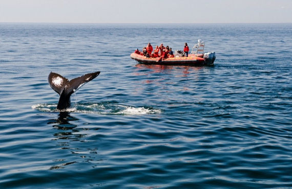 voir les baleines Quebec