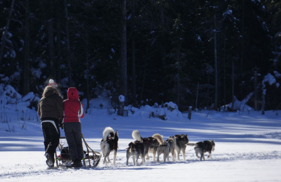 Traineau à chiens, QC