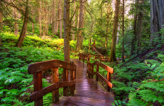 Giant Cedar Boardwalk near Revelstoke