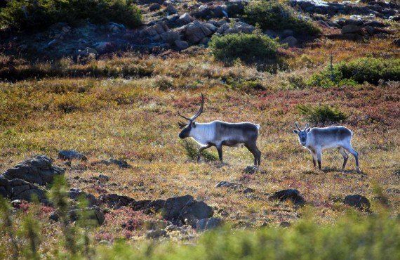 Caribou in the national park