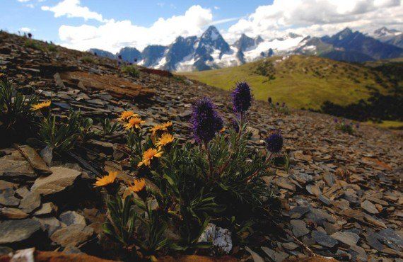 Alpine flowers, Destination BC, David Gluns (Destination BC, David Gluns)