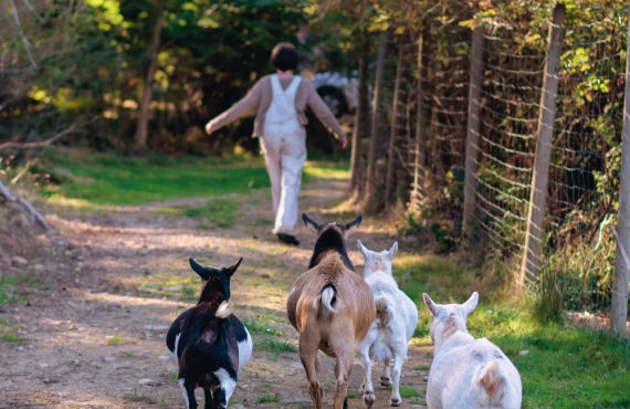 Chèvres au Island Bliss Farm