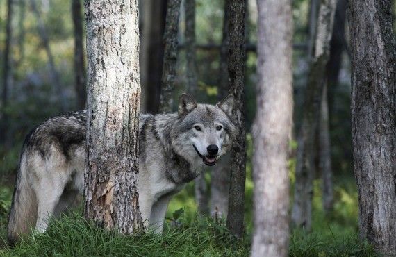 Loup gris dans le parc Oméga, Montebello, Outaouais