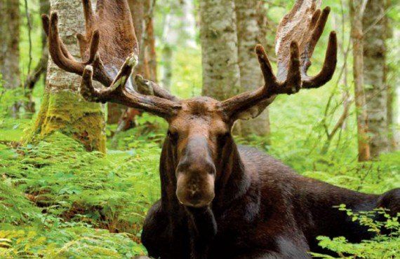 Moose of the Matane Wildlife Reserve (Guy Morneau  - Sépaq )
