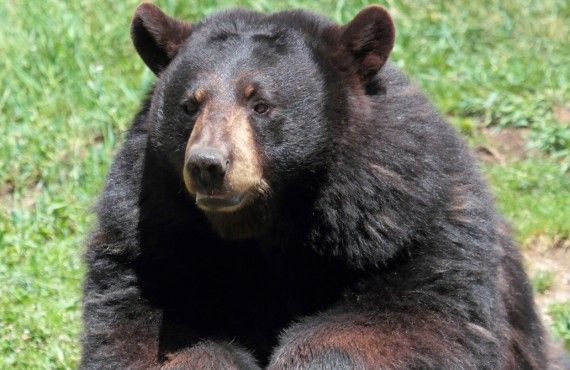 Black Bear in Omega Park, Montebello, Outaouais