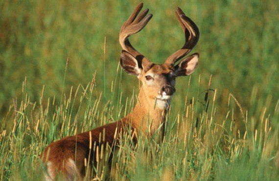 The wonderful White-tailed deer (Tourisme Quebec, Louis Gagnon)