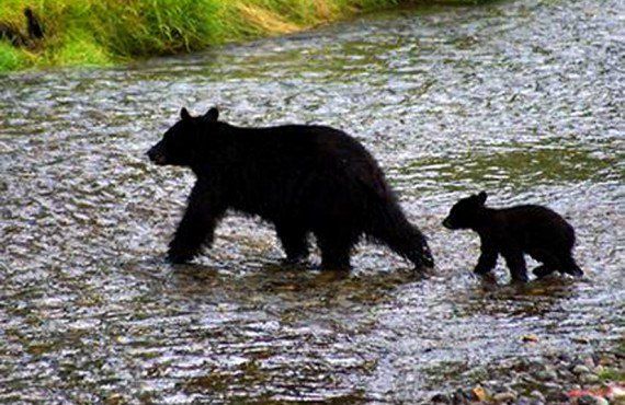 Auberge Ripley Creek - L'ours noir de la région