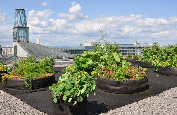 Herbal garden on the roof