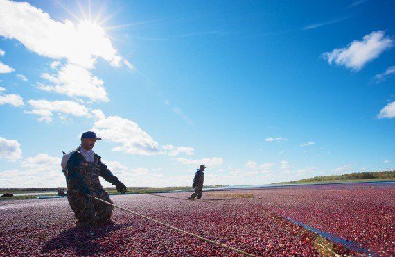 Cranberries picking  (Tourisme Quebec, Christian Savard)