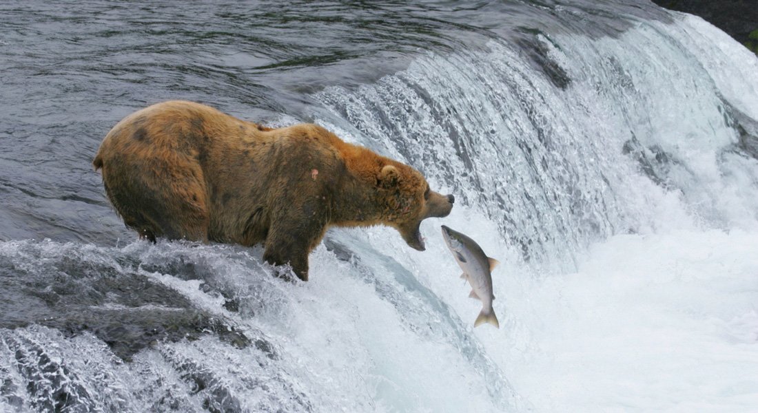 Bear watching at Fish Creek