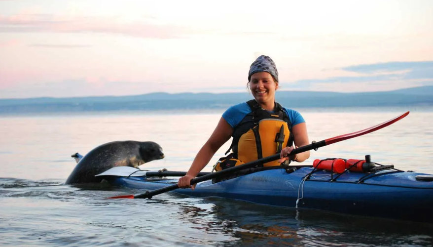 Kayak au parc national Forillon Une kayakiste sur l'eau avec un phoque aui monte sur son kayak