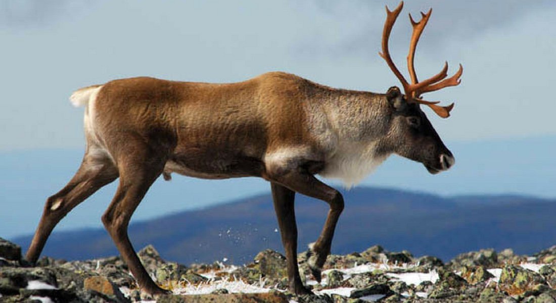 Caribou au Québec