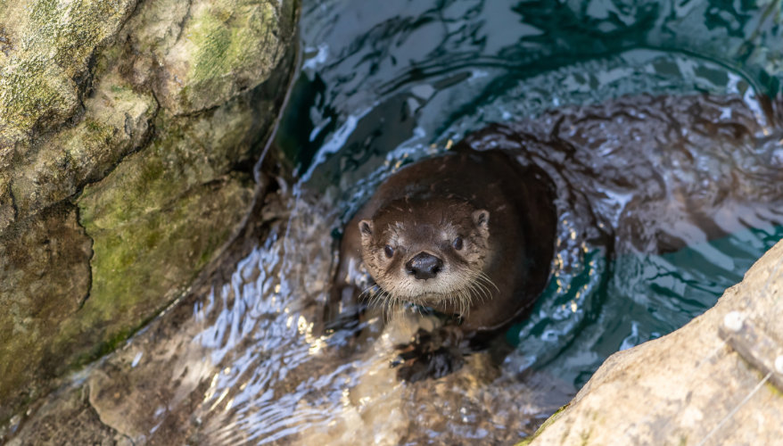 Découvrir le Biodôme de Montréal Loutre nageant dans son habitat au Biodôme de Montréal.