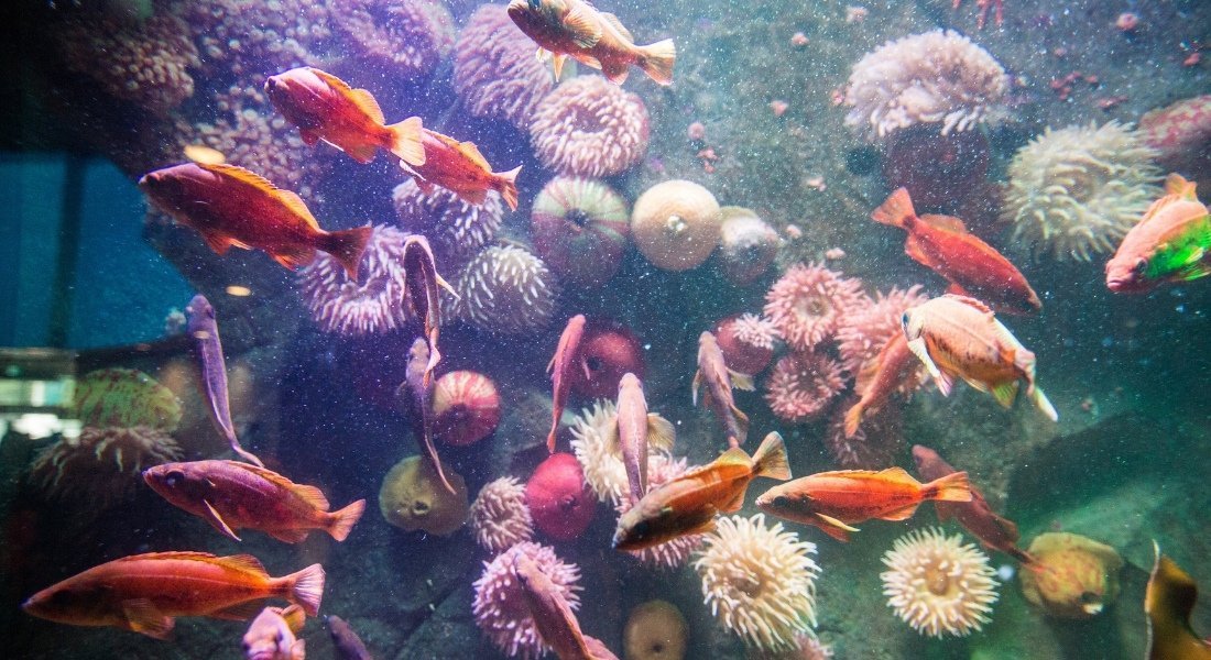 Price of Vancouver Aquarium
