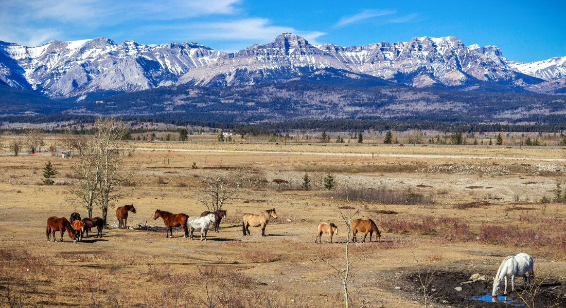 Chevaux dans un champ devant les Rocheuses Canadiennes