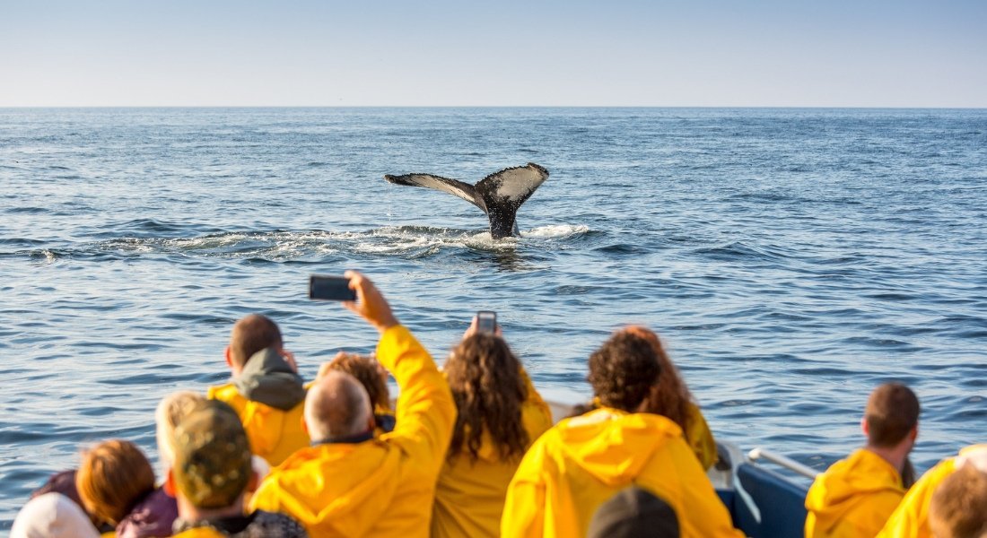touristes en croisière aux baleines à Tadoussac