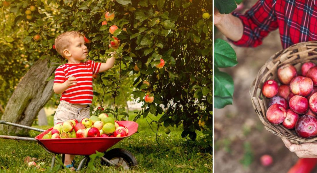 Enfant cueillant des pommes dans un verger au Québec