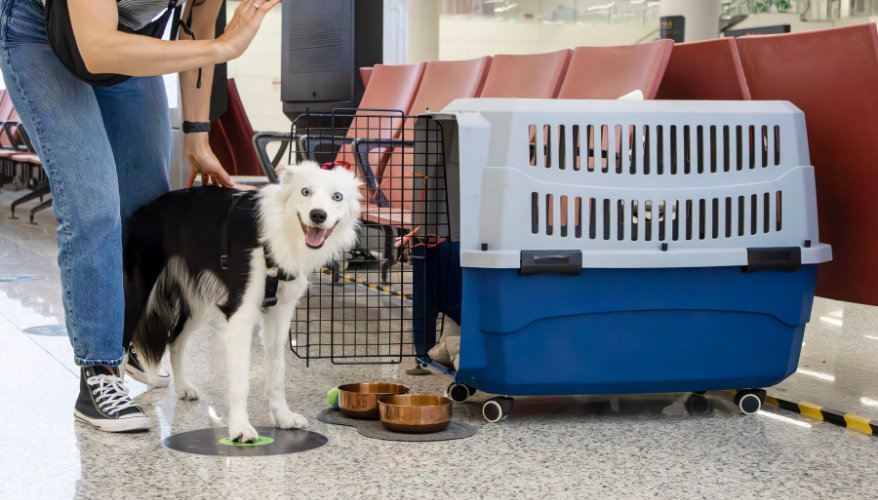 Bien préparer son vol avec son chien Chien devant sa caisse de transport à l'aéroport avant un vol vers le Canada