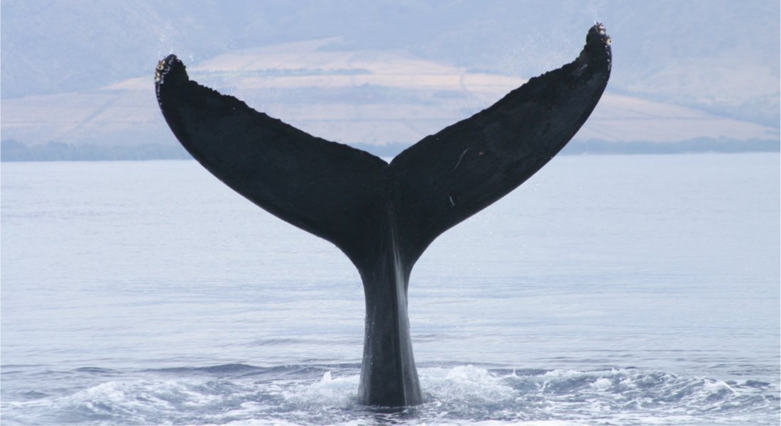 où voir baleines Québec 