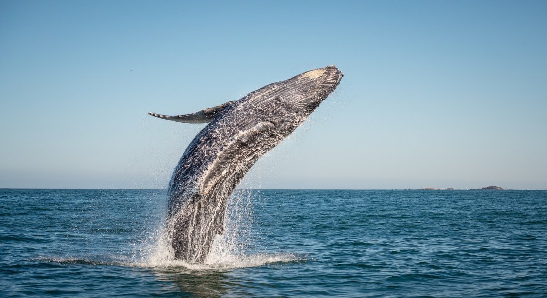 Où voir les baleines en Gaspésie ? Saut de baleine au Québec