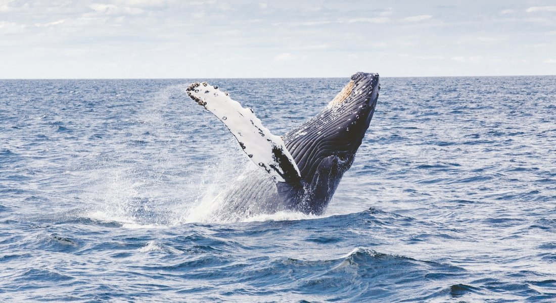 Baleines Québec