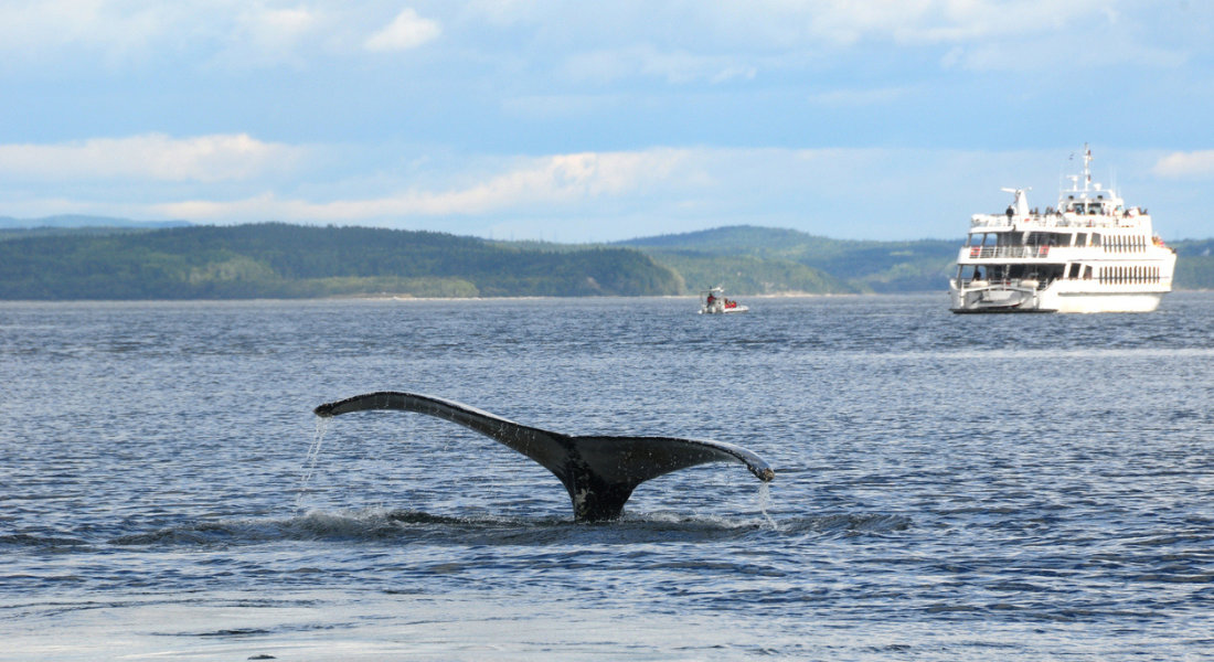 Whale watching by boat in Tadoussac whale diving into the water in Tadoussac