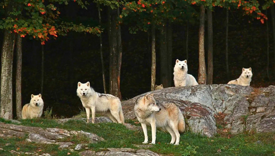 Wolf pack A pack of white wolves at parc omega