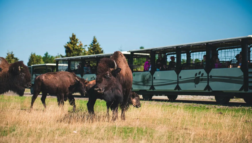 The bison Bison seen up close from a safari train at Saint-Félicien wildlife zoo