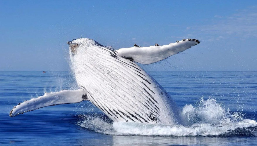 Whale watching Humpback whale leaping out of the water on a whale watching trip in Tadoussac
