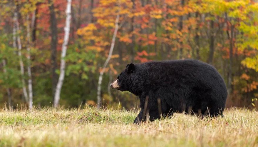 The black bear Black bear walking through an autumn-coloured clearing on a photo safari in Charlevoix