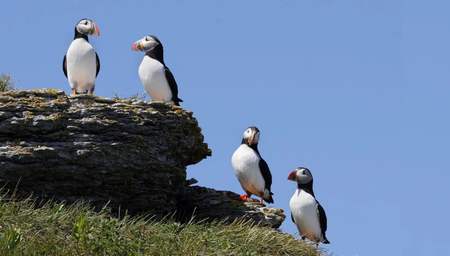 Puffins Puffins perched on the cliffs of Parrot Island, on Quebec's North Shore