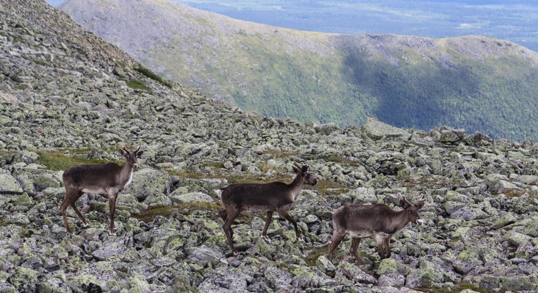 observation caribous québec