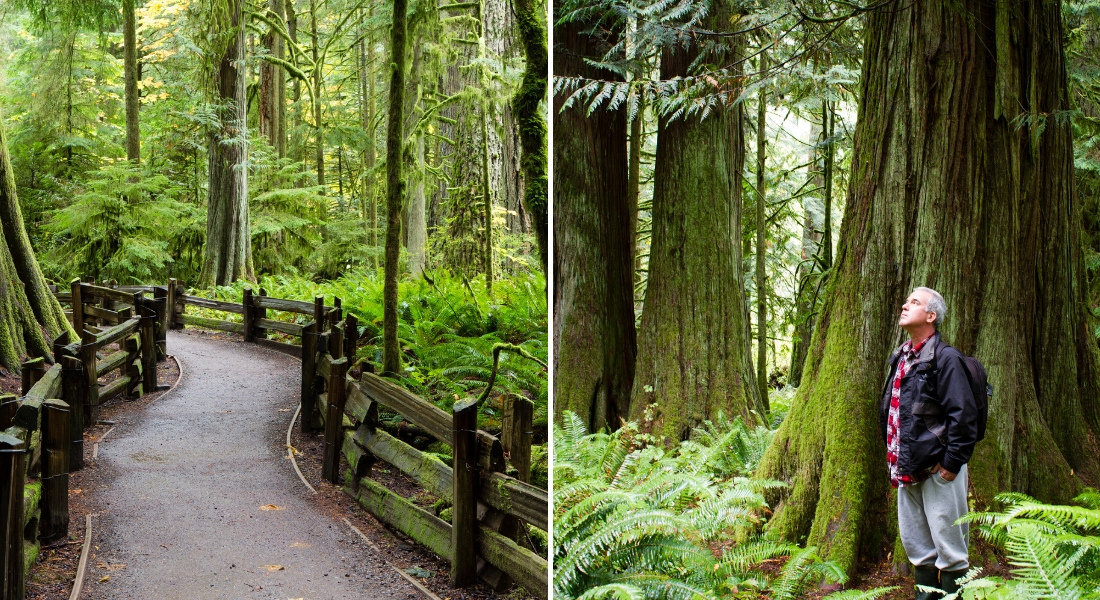 Cathedral Grove What to see in Canada in 2026