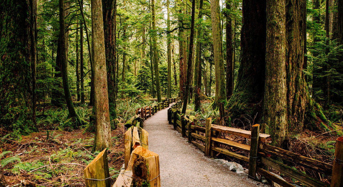 Cathedral Grove Sentier dans la fôret de Cathedral Grove