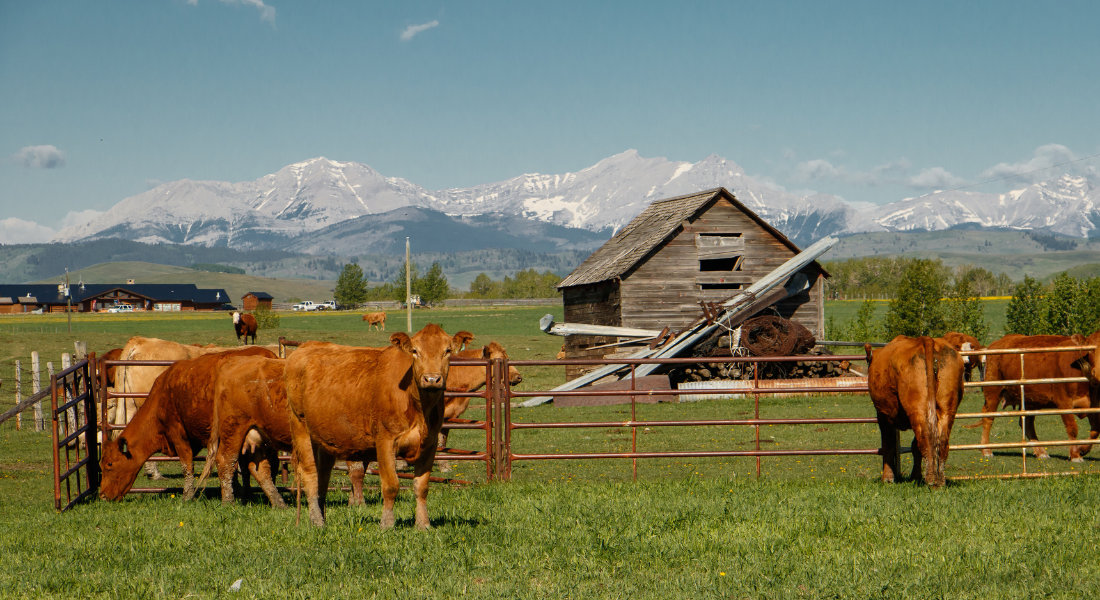 troupeau de vache dans un champ en Alberta