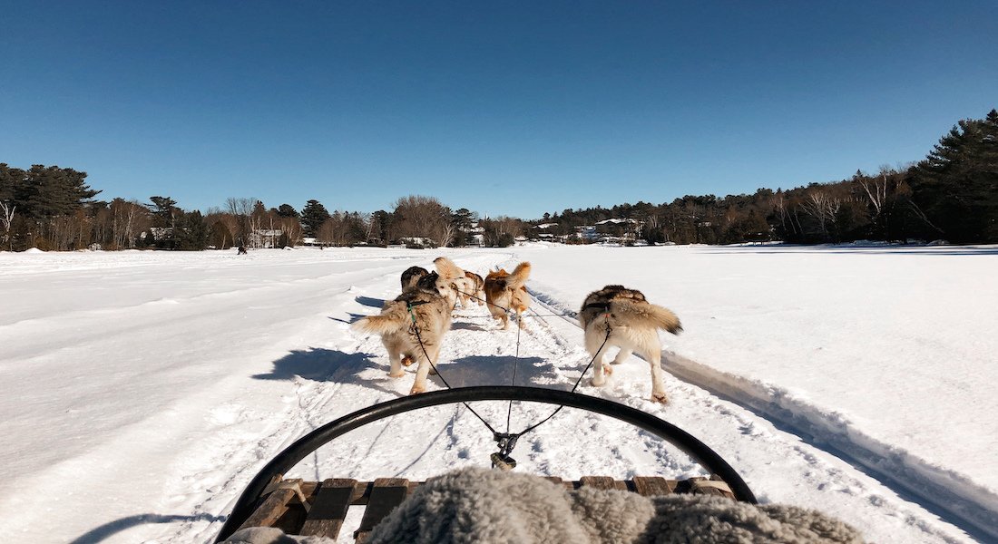Dog team