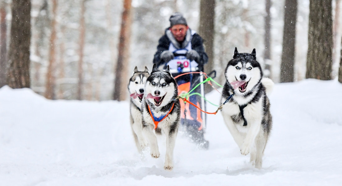 activités d'hiver au Québec