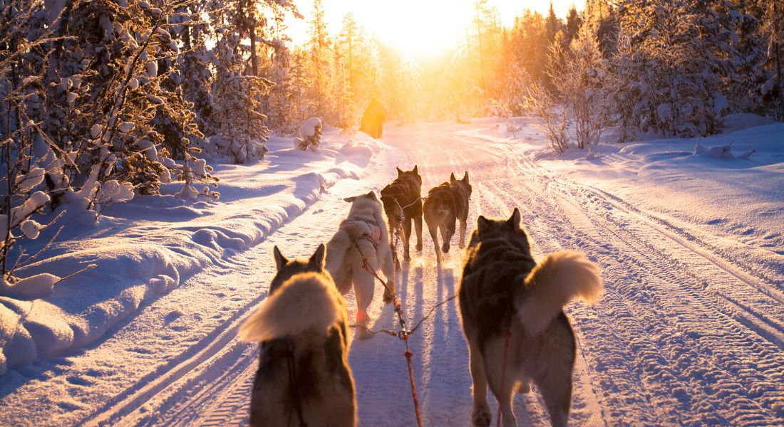 Attelage de chiens de traineau au coucher du soleil dans la forêt enneigée