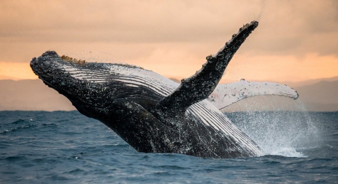 Whale jumping