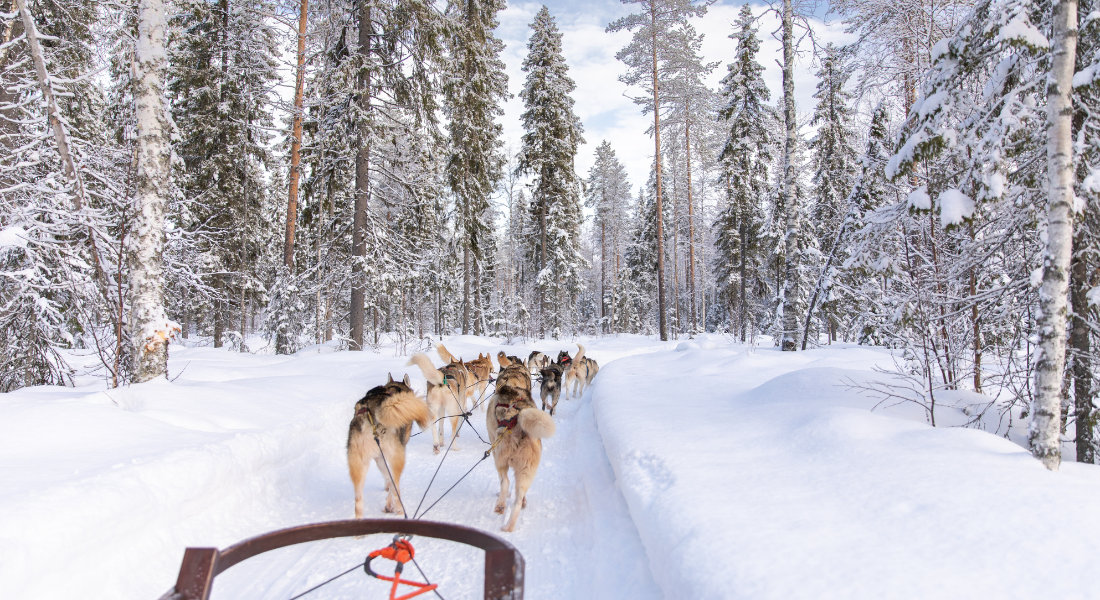 Chiens de traineau dans une foret eneigée