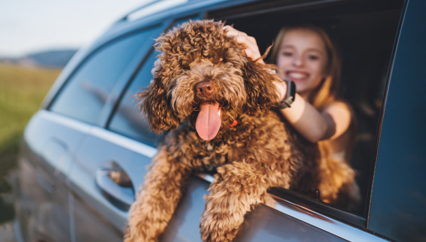 La sécurité avant tout Chien à la fenêtre d'une voiture pendant un road trip