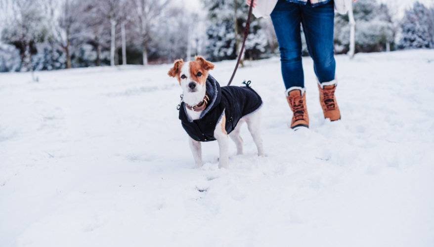 Profiter de l'hiver en toute sécurité Chien en laisse lors d'une promenade hivernale au Canada