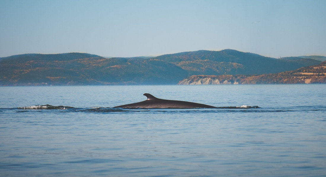 Book at the right time whale's back emerging from the water